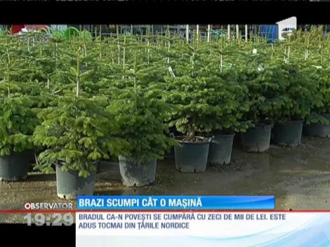 Un brad de Crăiun poate să coste chiar şi 20 de mii de lei