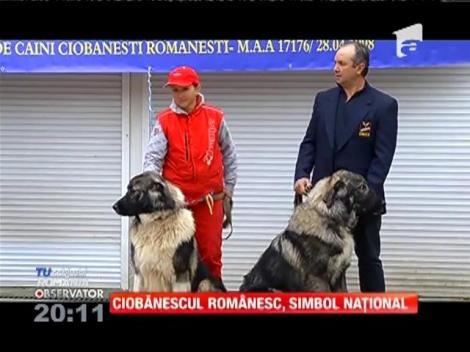 SPECIAL! "Ciobănescul românesc", simbol naţional