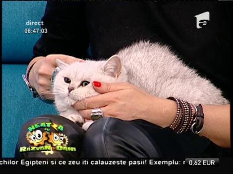 Cele mai sofisticate pisici, la ”Neatza”