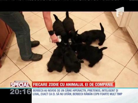 SPECIAL! Fiecare zodie cu animanul ei de companie