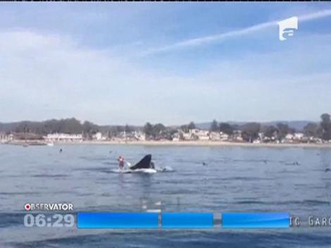 Întâlnire neobişnuită între un surfer şi o balenă, în largul unui port din California