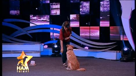 Viața de maidanez nu e ușoară, dar e spectaculoasă! Foca, Bumi şi Rici, câini metisi, care au oferit o lecție de viață