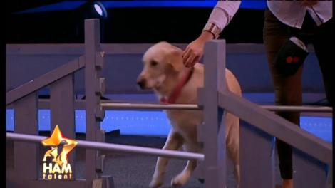 A venit ”nepregătită” și a fugit din platou! Ellen, rasa Golden Retriever, un câine specialist în agility şi... nu prea