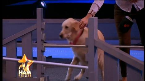 A venit &rdquo;nepregătită&rdquo; și a fugit din platou! Ellen, rasa Golden Retriever, un c&acirc;ine specialist &icirc;n agility şi... nu prea