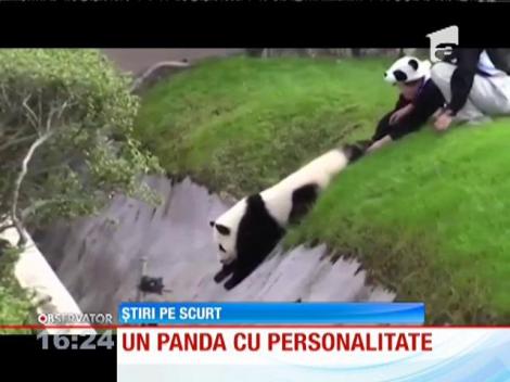 Cel mai simpatic panda trăieşte într-un centru special din Japonia