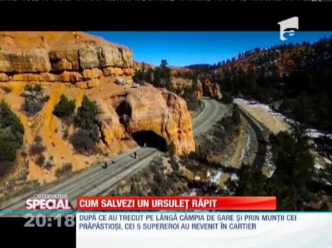 Special! Cum salvezi un ursuleţ răpit