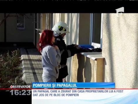 Un papagal care a zburat din casa proprietarilor a fost dat jos de pe bloc de pompieri