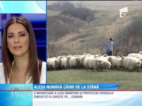 O modificare a legii vânătorii şi protecţiei spaţiului cinegetic îi loveşte pe ciobani