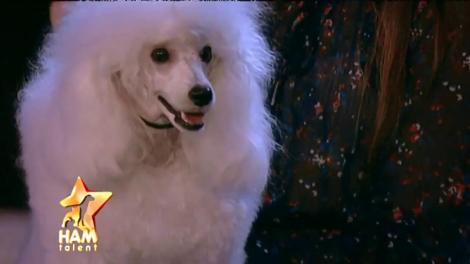 Frumoși și foarte jucăuși! Este imposibil să nu te îndrăgosteşti de aceşti căţei