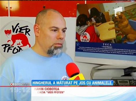 Bucureşti: Un hingher a fost filmat &icirc;n timp ce ţară, cu brutalitate, mai mulţi c&acirc;ini amorţiţi cu tranchilizante