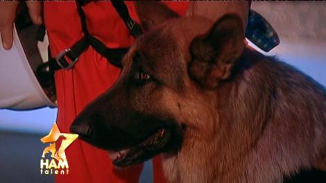 Câinii salvatori intră în acţiune! Mihai Petre: "Trebuie să le mulţumim, să le fim recunoscători şi să îi aplaudăm"