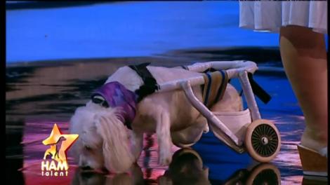 A fost aruncată pe stradă, dar un înger a salvat-o în ultimul moment! Povestea emoţionantă a căţeluşei Alma