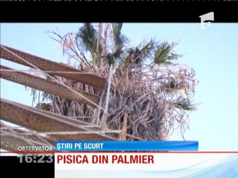 O felină din Chile a reuşit să demonstreue că are o mare rezistenţă la foame, sete şi stres