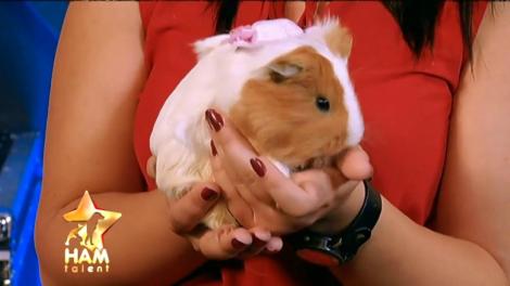 Bătălie între doi porcuşori de Guineea la categoria "frumuseţe"! Gogoşik se califică în finala "Ham talent"