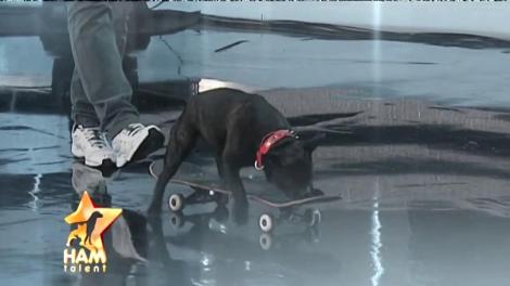 Spectacol inedit! Căţeii sunt în stare de orice pentru a fi în centrul atenţiei