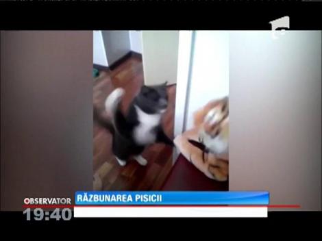 Răzbunarea dură a unei pisici