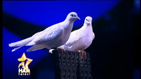 După momentul acesta o să crezi şi tu în magie! Spectacol deosebit cu porumbei albi