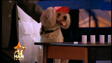 Au fost buni, dar... nu prea! Paco, Chipie și Bosche au fost eliminați în semifinala ”Ham talent”