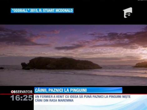 În Australia există o insulă unde câinii păzesc pinguinii de vulpi