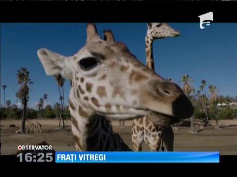 Un pui de girafă pofticios