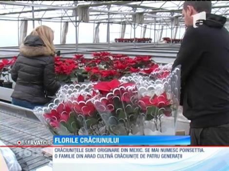 Florile Crăciunului își așteaptă cumpărătorii