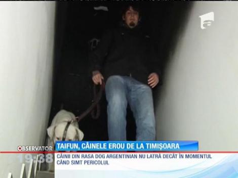 Taifun, câinele erou care a salvat un bloc de la incendiu