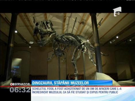 Scheletul integral al unui Tyrannosaurus Rex, botezat Tristan Otto, este expus la muzeul de istorie naturală din Berlin