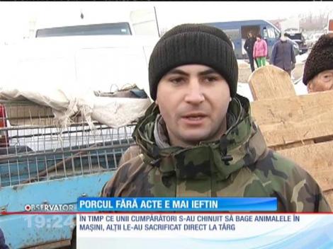 Porcii fără acte de proveniență și buletine medicale sunt mai ieftini