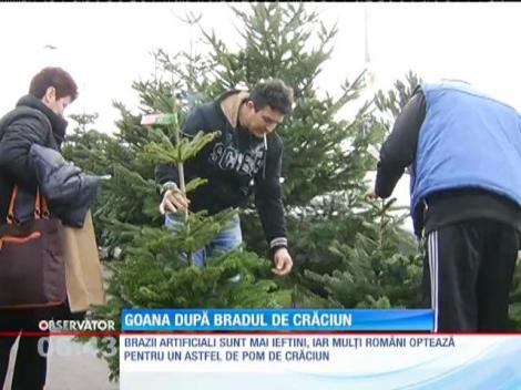 Prețul unui brad în ghiveci variază între 130 și 300 de lei, în funcție de dimensiune