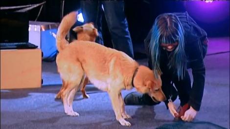 Foca, Bumi şi Rici, câini metisi, nu ajung în finala Ham Talent