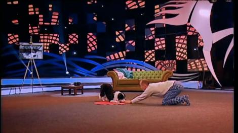 Arya, o cățelușă din rasa Border Collie, primește cinci de DA din partea juriului