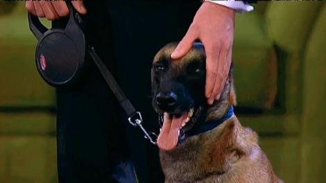 Axel, un câine din rasa malinois, nu câștigă un loc în finală