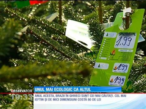 Brazii în ghiveci sunt cei mai căutați