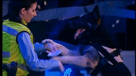 Lord, un ciobănesc german, primește cinci de DA din partea juriului