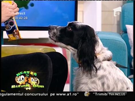 Cât de importantă este o dietă echilibrată pentru câinele tău