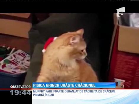 Pisica Grinch care urăște Crăciunul