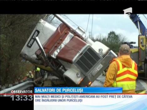 Salvatorii de purceluși