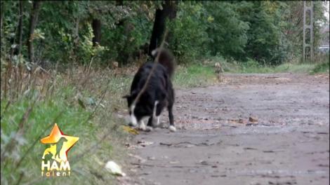 Pur și simplu te topești!  Povestea de viață a lui Iggy și Zeus pusă în scenă printr-un număr impresionant