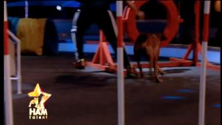 Număr impresionant de agility în finala de la Ham Talent!