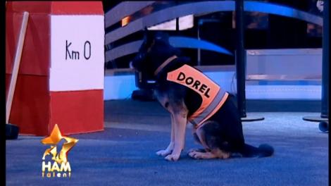 HA-HA-HA! Lord, unul dintre cei mai inteligenți căței, ne arată încă o dată cum muncește ”Dorel” pe șantier