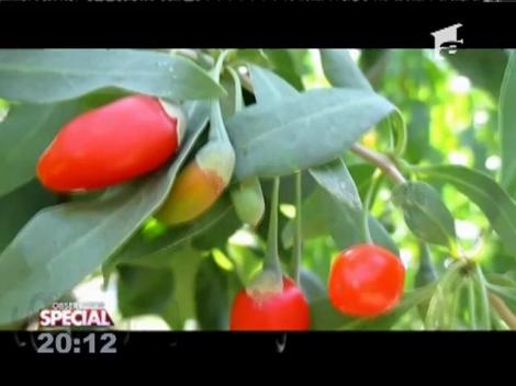 Special! Goji, fructul minune care te scapă de oboseală