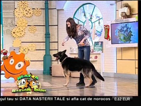 Absolut adorabili! Teodora Dinulescu și Lord, starul de la ”Ham Talent”, reprezentație spectaculoasă la ”Neatza”