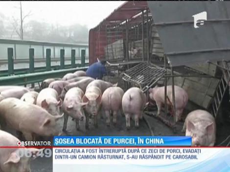 O şosea din nordul Chinei a fost blocată de zeci de porci
