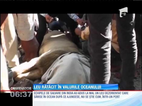 Oamenii serviciului de urgenţă dintr-un port indian au salvat un leu rătăcit