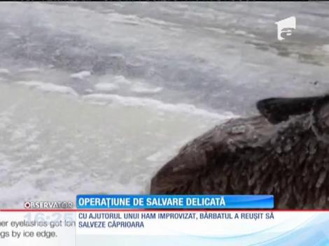 Un bărbat fără auz şi-a riscat viaţa ca să o salveze pe cea a unei căprioare, prinsă între gheţuri