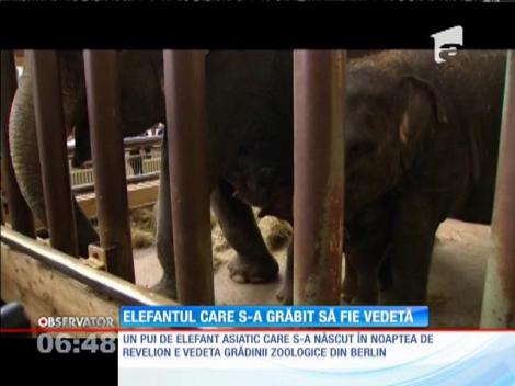 Un pui de elefant asiatic, noua vedetă de la grădina zoologică din Berlin