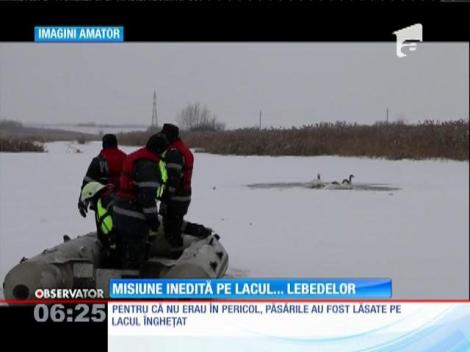 Cinci lebede i-au pus pe jar pe pompieri, la Corbeanca