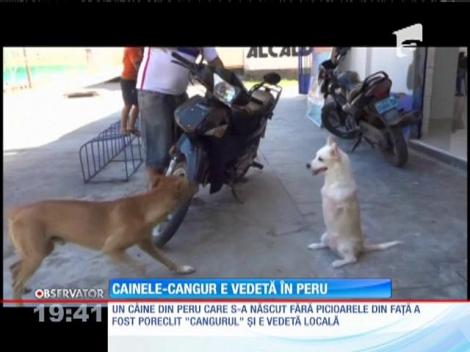Un căţel născut fără două lăbuţe a devenit vedetă într-un orăşel din Peru
