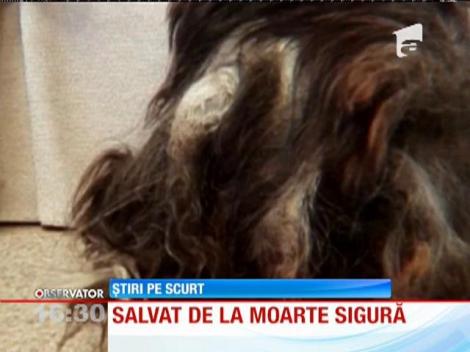 Un câine este salvat de la moarte sigură de un trecator