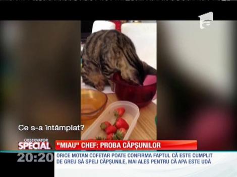 SPECIAL! "Miau" chef: proba căpşunilor